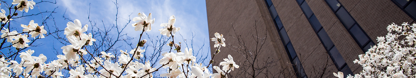 tree with white flowers next to a building