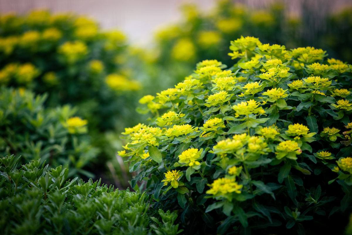 yellow flowers